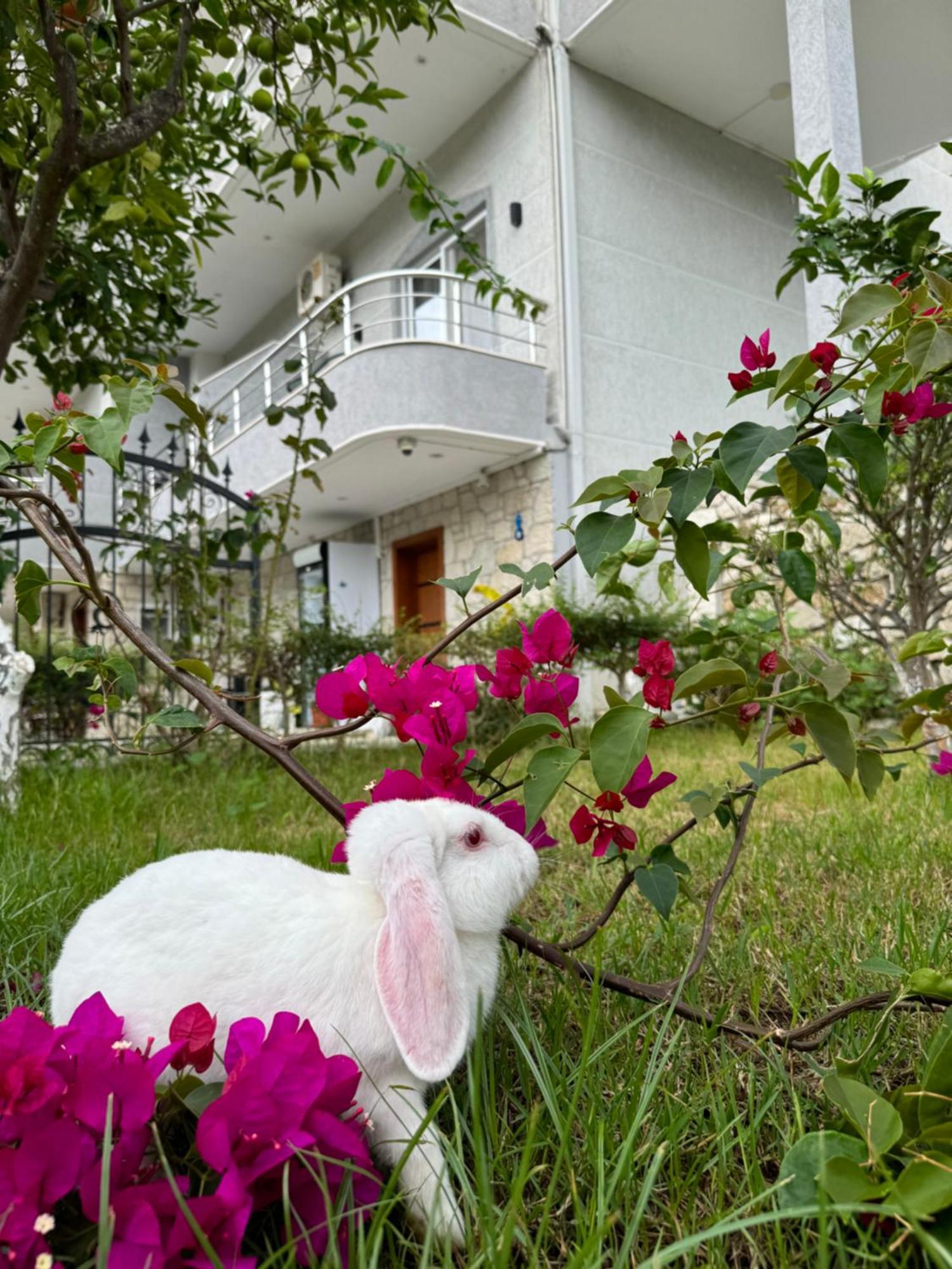 Villa Bodini הימארה מראה חיצוני תמונה